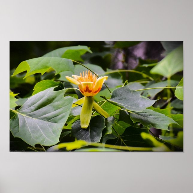 Tulip Poplar Blossom, Poster (Front)