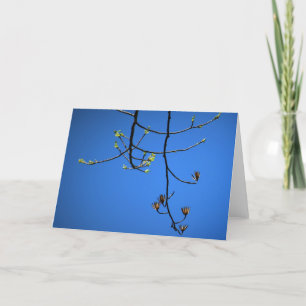 Tulip Poplar, card