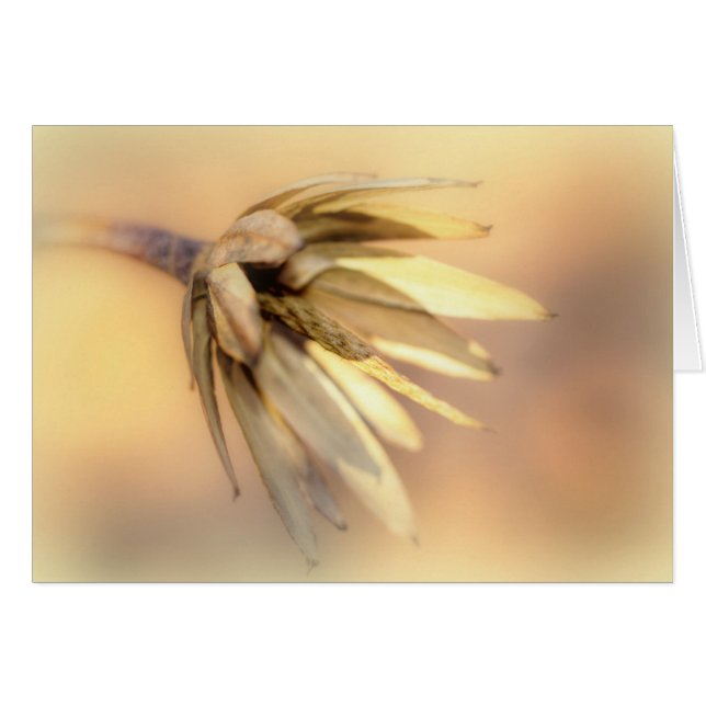 Tulip Poplar Empty Seed Pod (Front Horizontal)