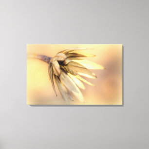 Tulip Poplar Empty Seed Pod Canvas Print