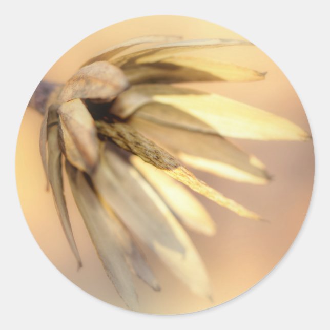 Tulip Poplar Empty Seed Pod Classic Round Sticker (Front)