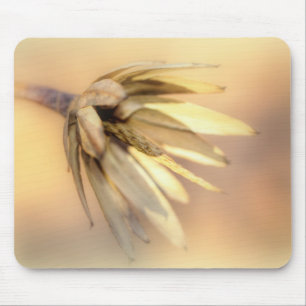 Tulip Poplar Empty Seed Pod Mouse Mat