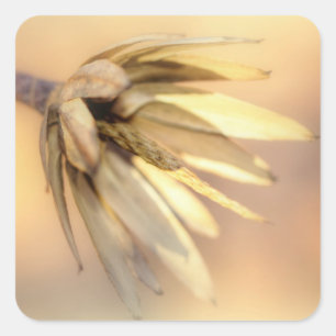 Tulip Poplar Empty Seed Pod Square Sticker