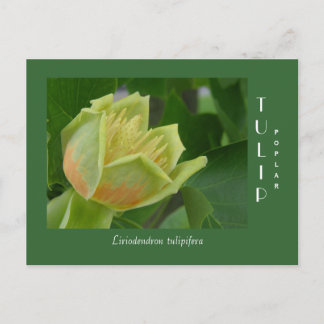 Tulip Poplar Flower Postcard