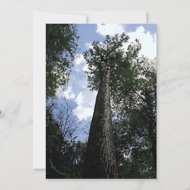 Tulip Poplar/Joyce Kilmer poem Trees Card (Front)