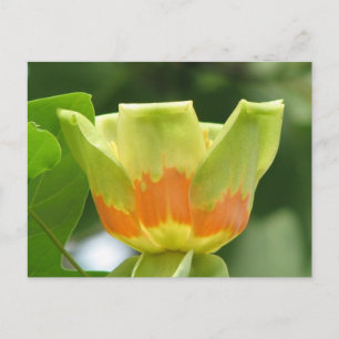 Tulip Poplar Postcard