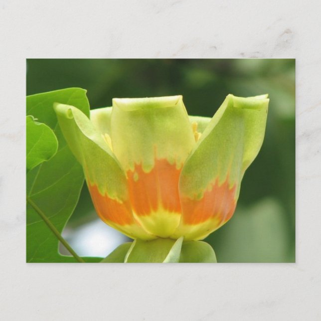 Tulip Poplar Postcard (Front)
