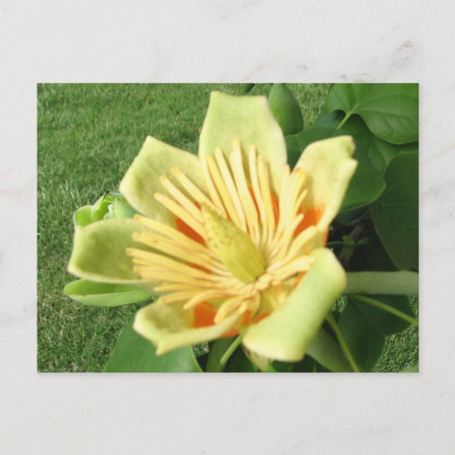 Tulip Poplar Postcard (Front)