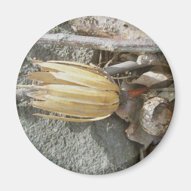 Tulip Poplar Seedhead Magnet (Front)