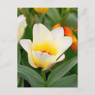 Tulip Postcard