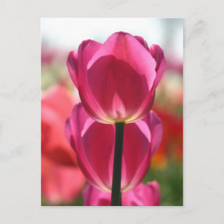 Tulip Postcard