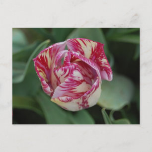 Tulip Postcard