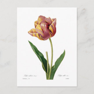 Tulip Postcard