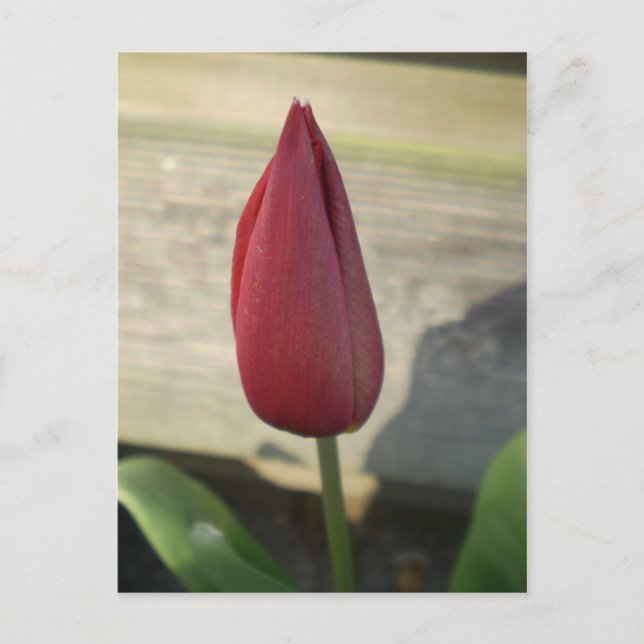 Tulip Postcard (Front)