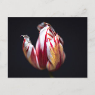 Tulip Postcard