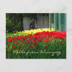 Tulip Postcard