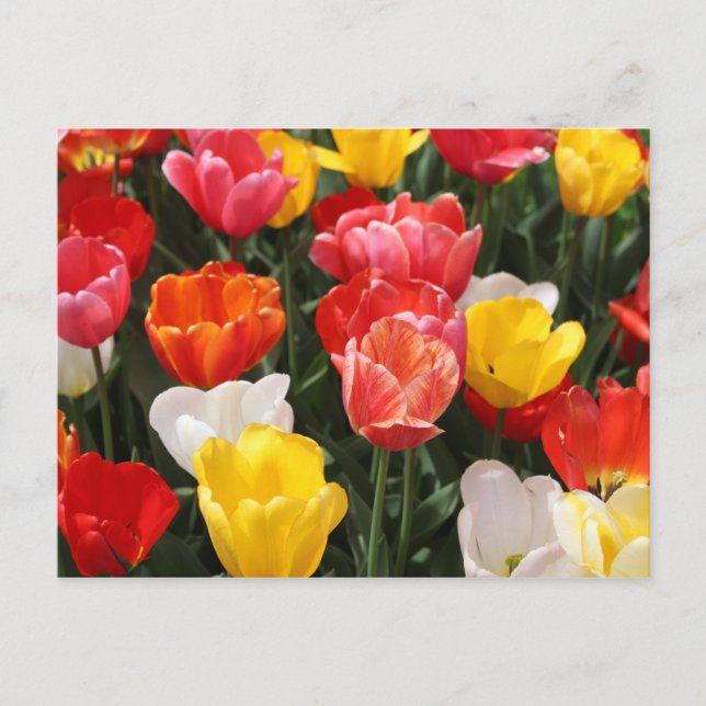 Tulip postcard (Front)