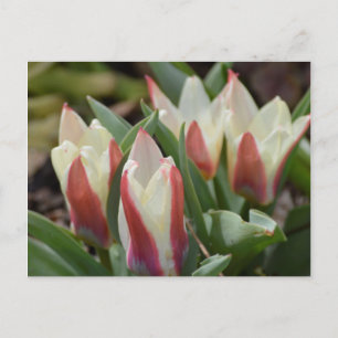 Tulip Postcard