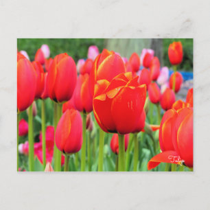 Tulip [Postcard] Postcard