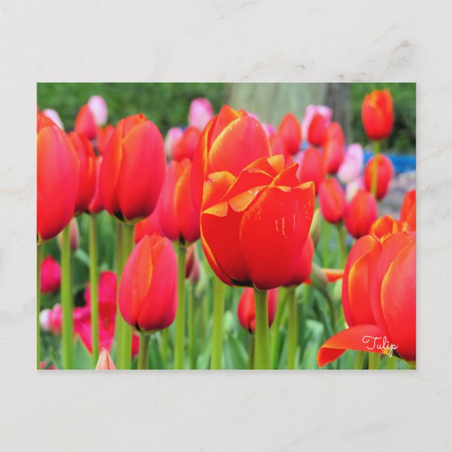 Tulip [Postcard] Postcard (Front)