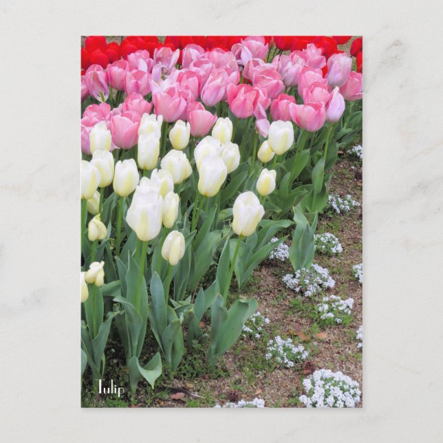 Tulip [Postcard] Postcard (Front)