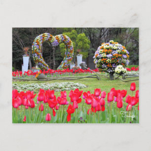 Tulip [Postcard] Postcard