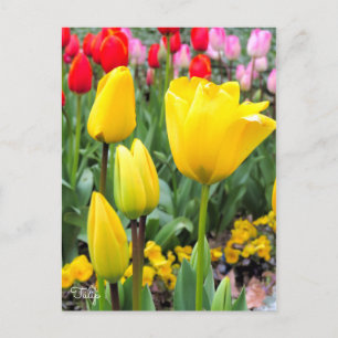 Tulip [Postcard] Postcard