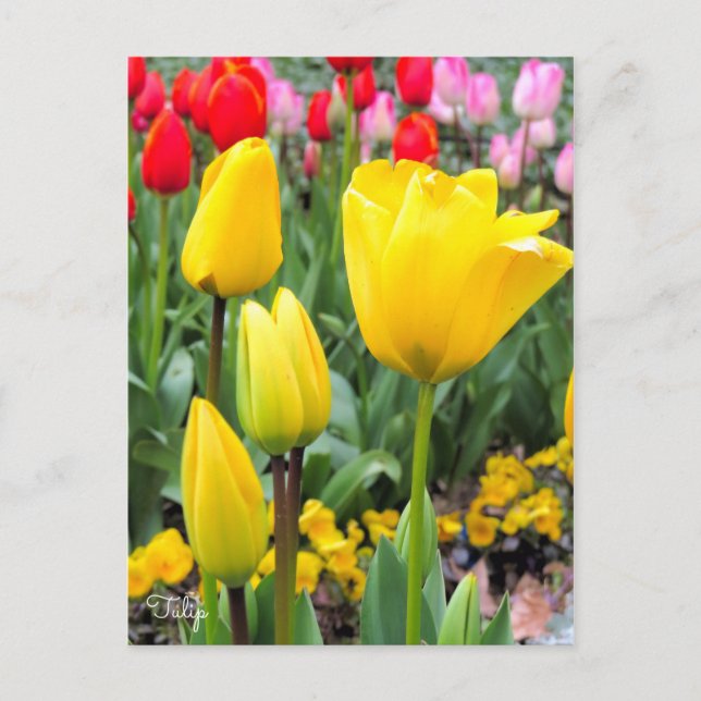 Tulip [Postcard] Postcard (Front)