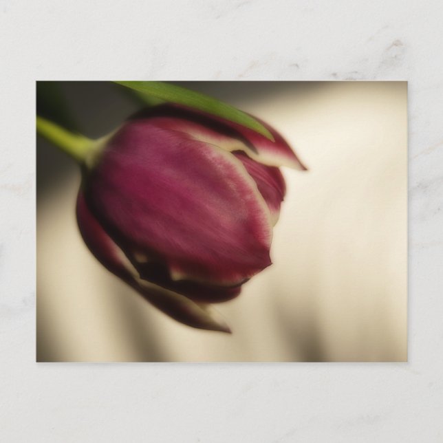 Tulip (postcard) postcard (Front)