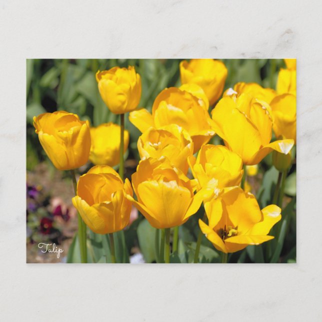 Tulip [Postcard] Postcard (Front)