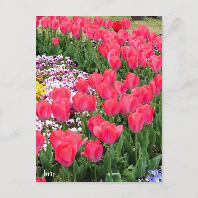 Tulip [Postcard] Postcard (Front)