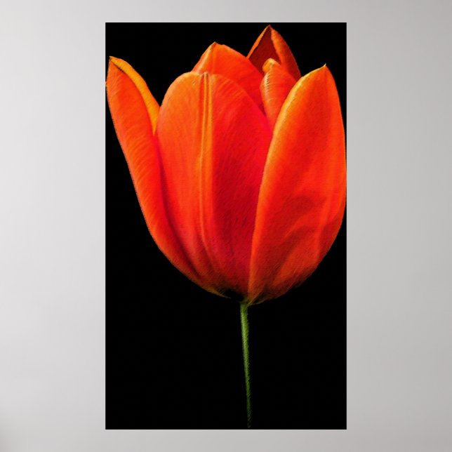 Tulip Poster (Front)