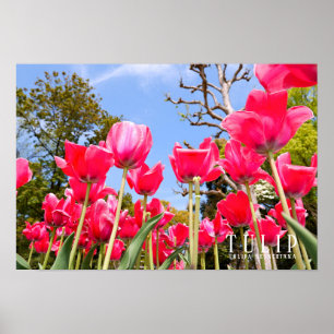 Tulip Poster
