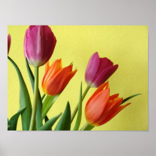 Tulip Poster