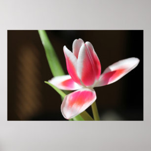 Tulip Poster