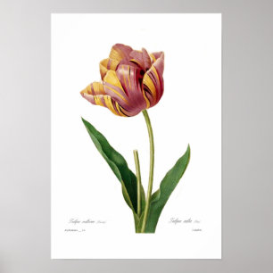 Tulip Poster