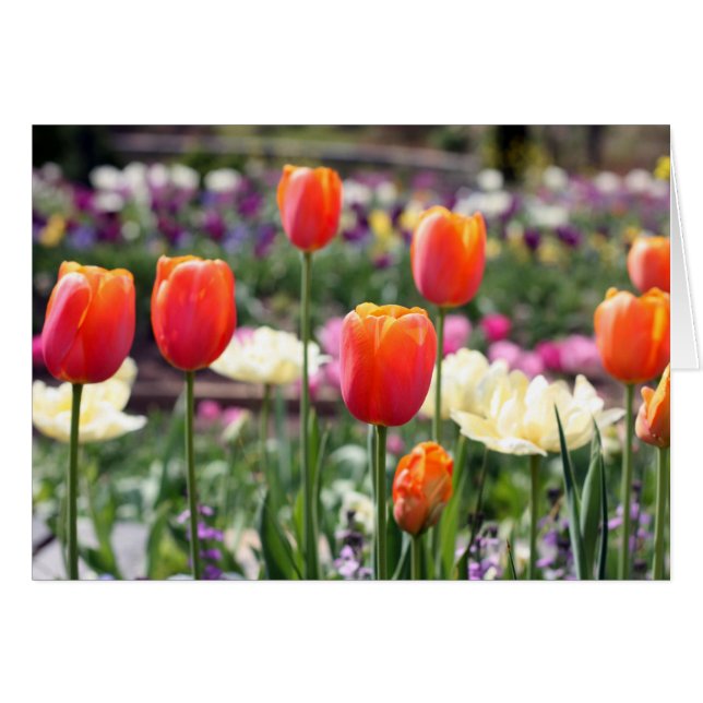 Tulip Rainbow (Front Horizontal)