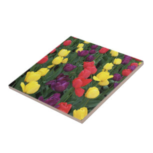Tulip Rainbow Tile