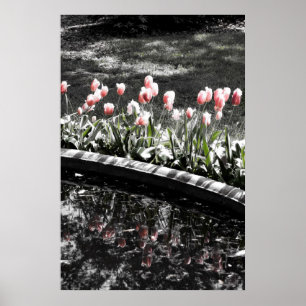 Tulip Reflections Poster