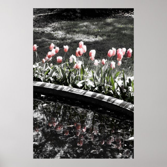 Tulip Reflections Poster (Front)