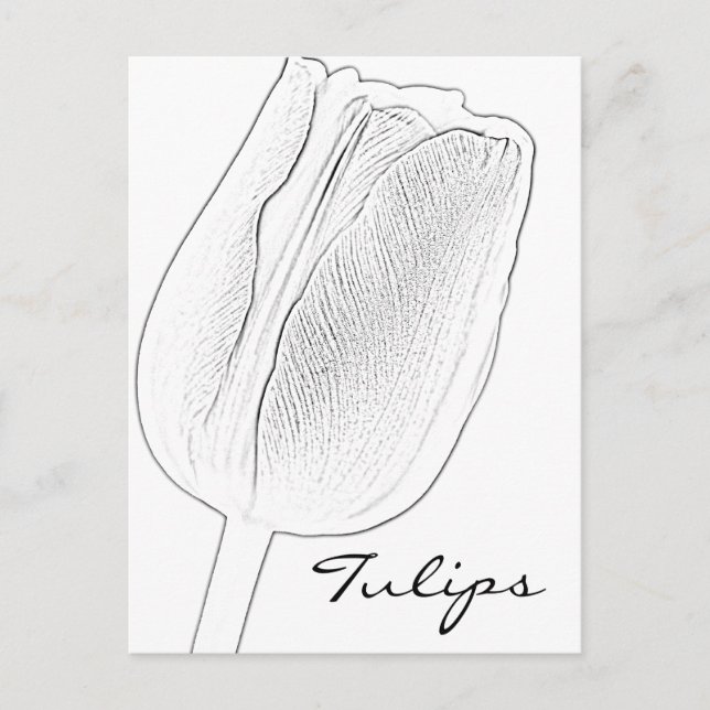 Tulip Sketch Postcard (Front)