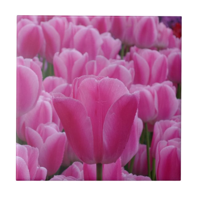 Tulip Small (4.25" x 4.25") Ceramic Photo Tile (Front)