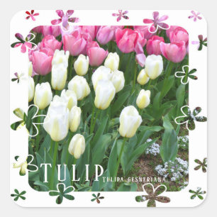Tulip Square Sticker