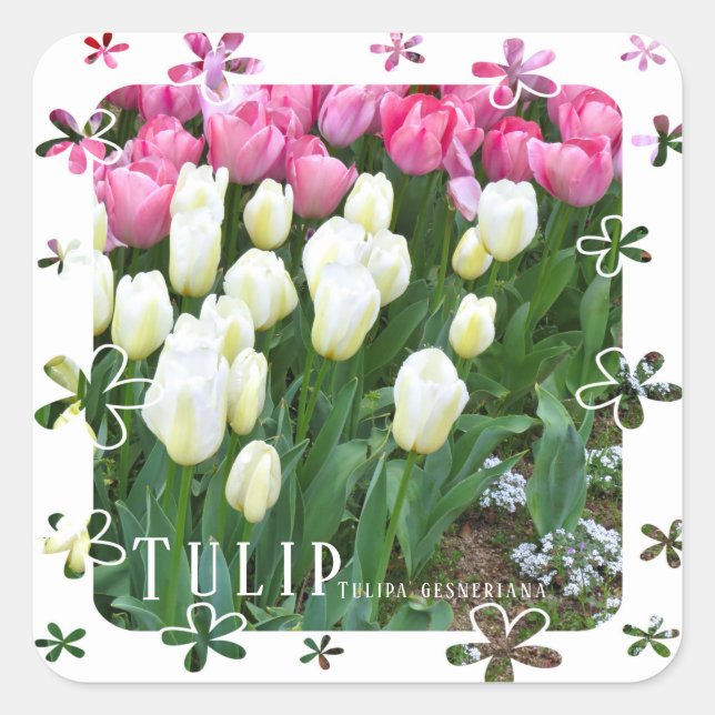 Tulip Square Sticker (Front)