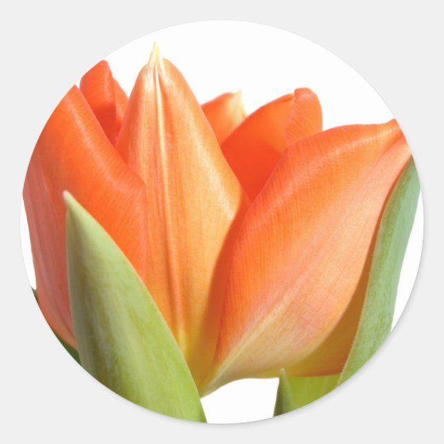 Tulip Stickers (Front)