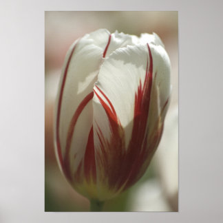 Tulip suprise poster