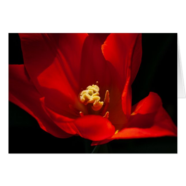 Tulip Synaeda Orange (Front Horizontal)