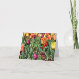 Tulip Time Note Cards