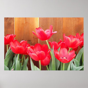 Tulip Time Poster