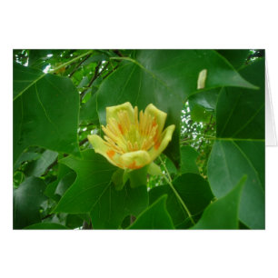 Tulip tree